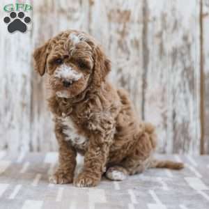 Hudson, Mini Labradoodle Puppy